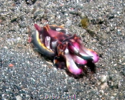 Flamboyant Cuttlefish Lembeh Strait Indonesia by Debra Cahill 